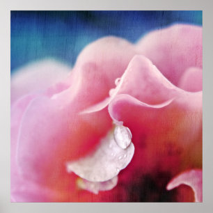 Poster Dew drops on Pink Rose Macro Abstract