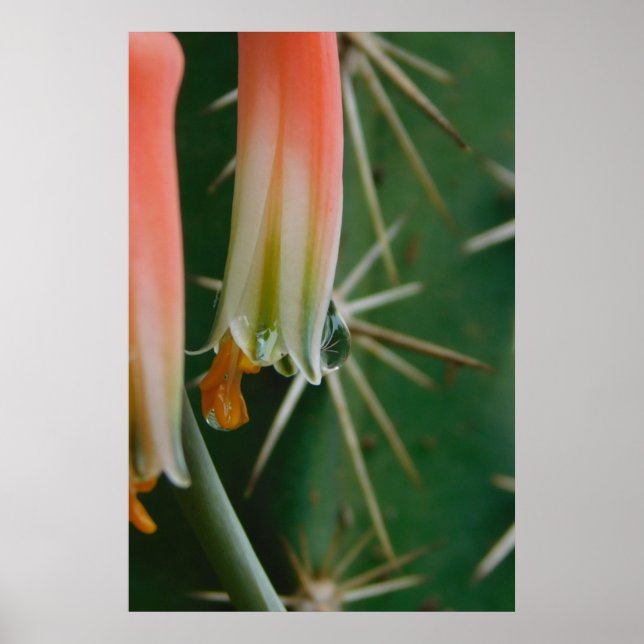 Poster Dew on Aloe Bloom (Frente)