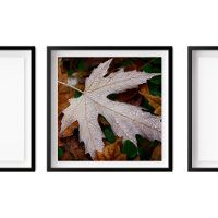Dew on Fallen Autumn deixa fotografia