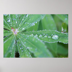 Poster Dewdrop