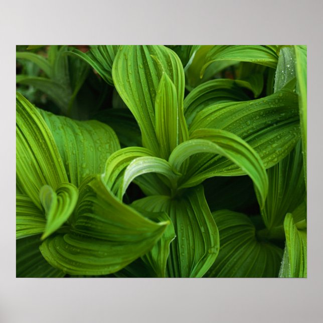 Poster Dewdrops em um Falso Helaborado (Frente)