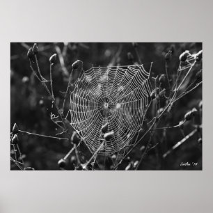 Póster Dewy Morning Web