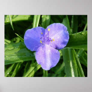 Poster Dewy Trillium Primavera