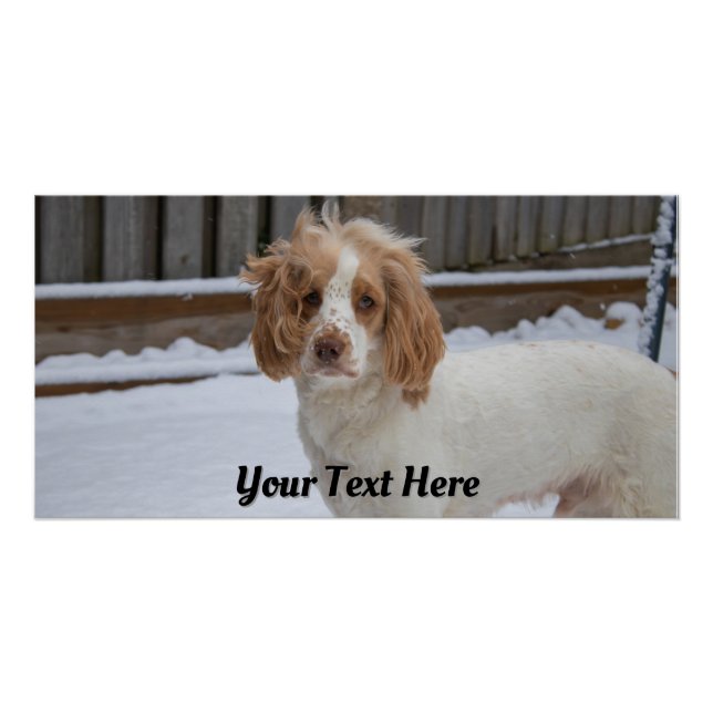 Póster Dexter na neve - Poster brilhante (Frente)