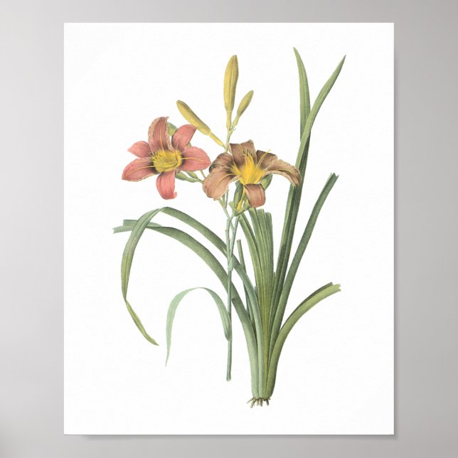Poster dia comum (Hemerocallis fulva) por Redouté (Frente)