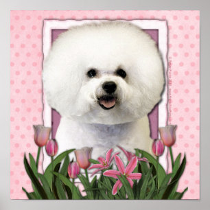 Póster Dia das mães - tulipas cor-de-rosa - Bichon Frise