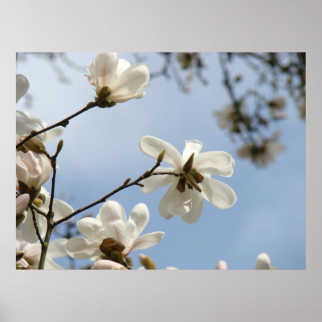 Póster DIA DE AS MÃES GIFTS ART Magnolia Tree Flowers (Frente)