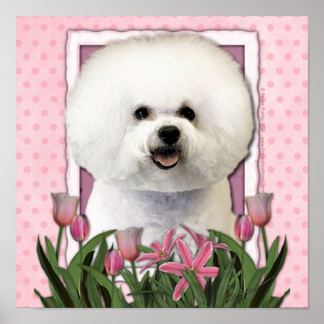 Póster Dia de as mães - Tulipas cor-de-rosa - Bichon Fris (Frente)