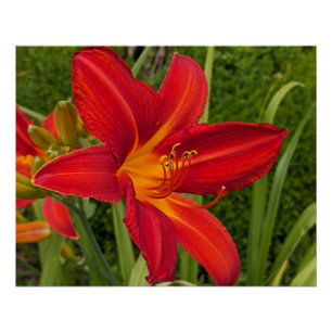 Póster Dia de Lírio Amarelo Laranja Brilhante Floral