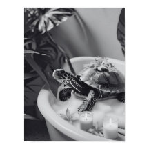 Dia de Tartaruga Bonita, Arte De Banheiro Divertid