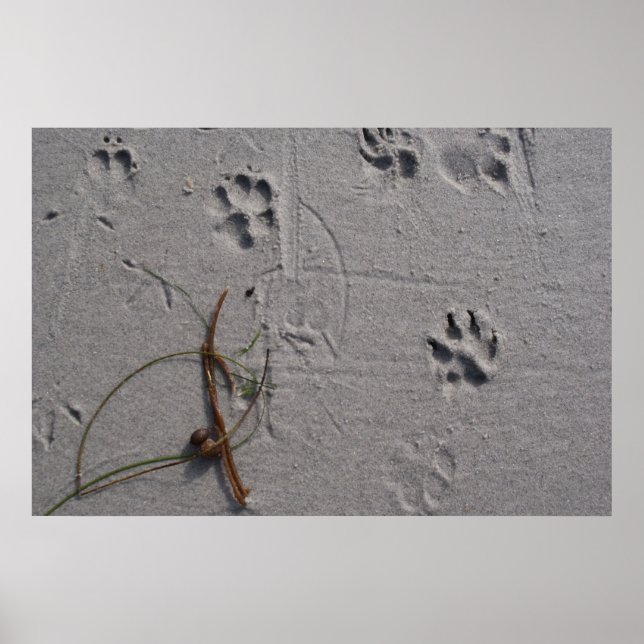 Poster Dia do Cachorro à Tarde (Frente)