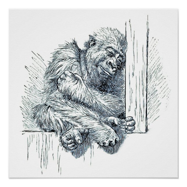 Póster Dia do Descanso - Jovem Ape Gorilla (Frente)