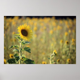 Póster Dia do Girassol