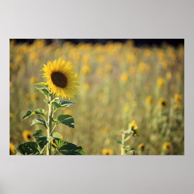 Póster Dia do Girassol (Frente)