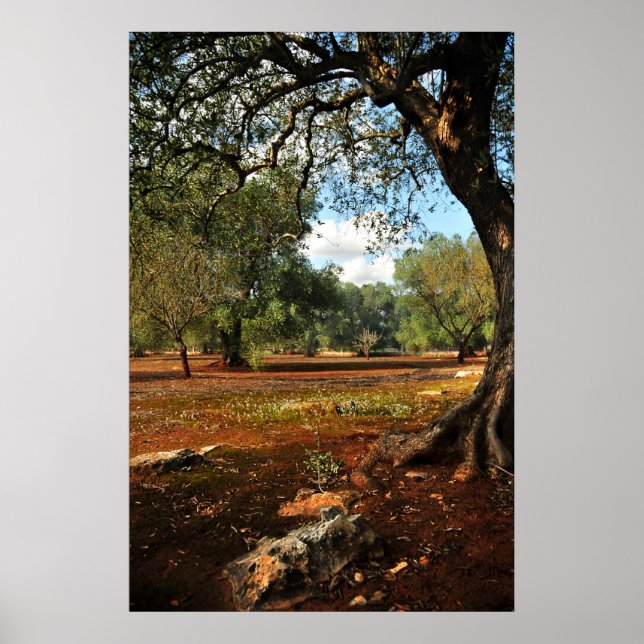 Póster Dia ensolarado no jardim da oliveira (Frente)