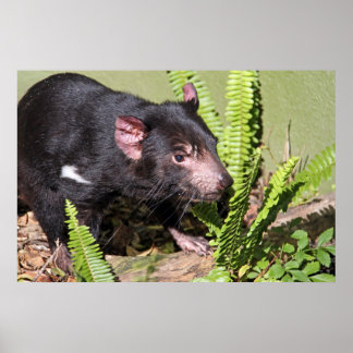 Póster Diabo da Tasmânia, Austrália