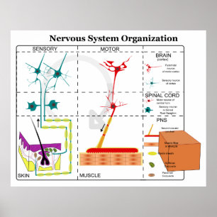 Poster Diagram of Basic Nervous System Functions