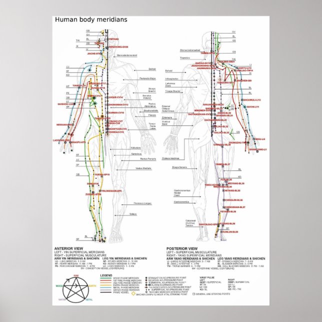 Poster  Diagram Schematic Chinese Meridians Human Body  (Frente)