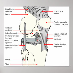 Póster Diagrama anatômico de uma articulação do joelho