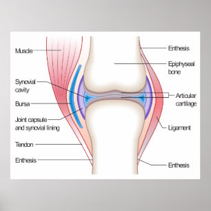 Póster Diagrama básico de uma articulação anatômica human