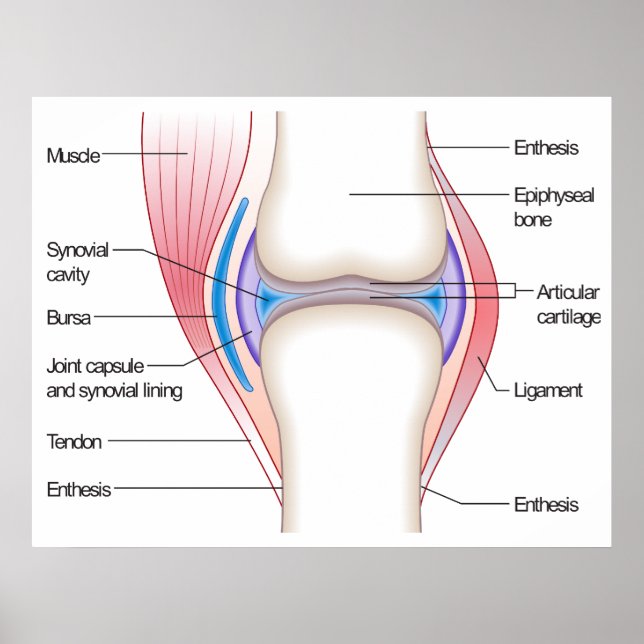 Póster Diagrama básico de uma articulação anatômica human (Frente)