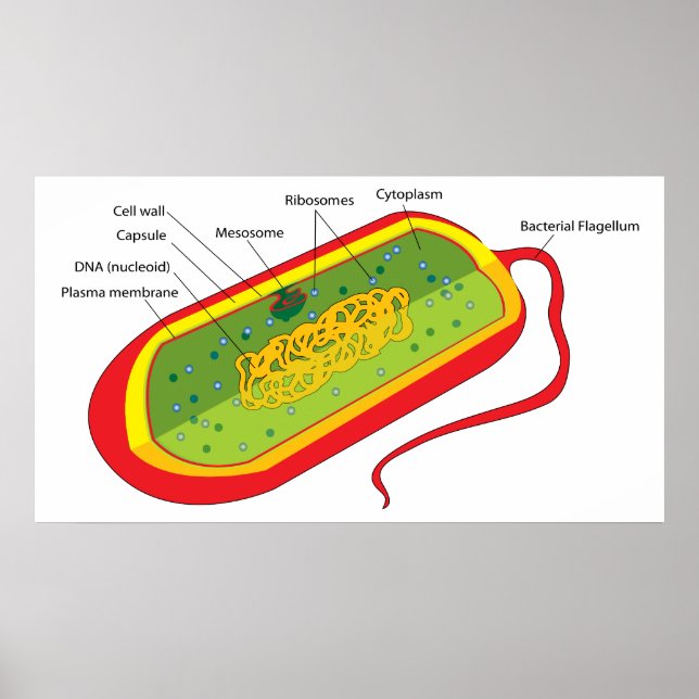 Póster Diagrama básico de uma célula bacteriana de procar (Frente)