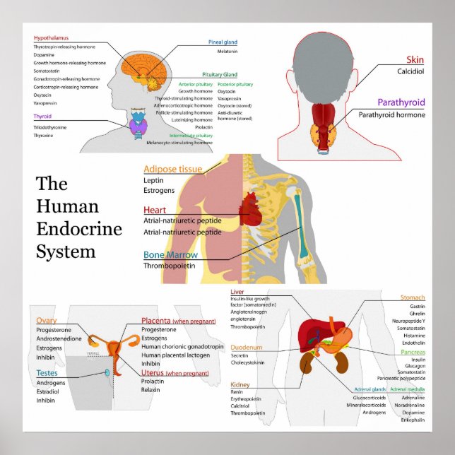Poster Diagrama completo do sistema endócrino humano (Frente)