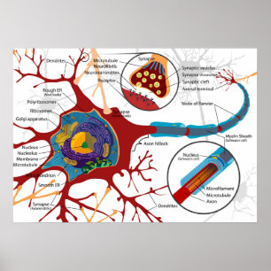 Poster Diagrama Completo Neurônio Célula Nervo Sistema Ne