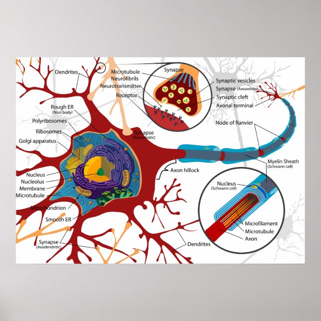 Poster Diagrama Completo Neurônio Célula Nervo Sistema Ne (Frente)