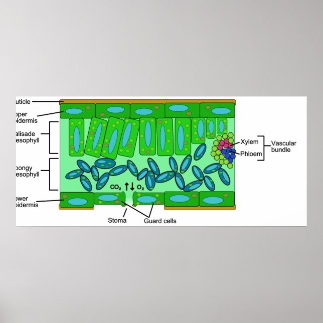 Póster Diagrama da Anatomia da Folha numa Planta (Frente)