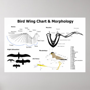 Póster Diagrama da anatomia das asas do pássaro
