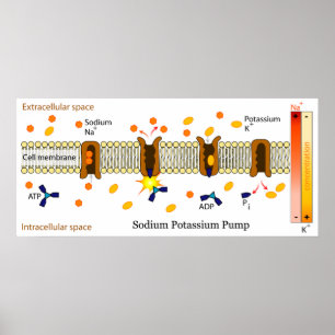 Póster Diagrama da Bomba Biológica de Potássio de Sódio
