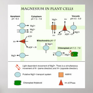 Póster Diagrama da Botânica do magnésio em pilhas da
