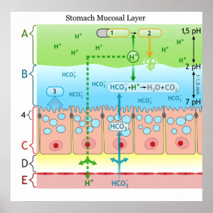 Póster Diagrama da camada Mucous alcalina no estômago