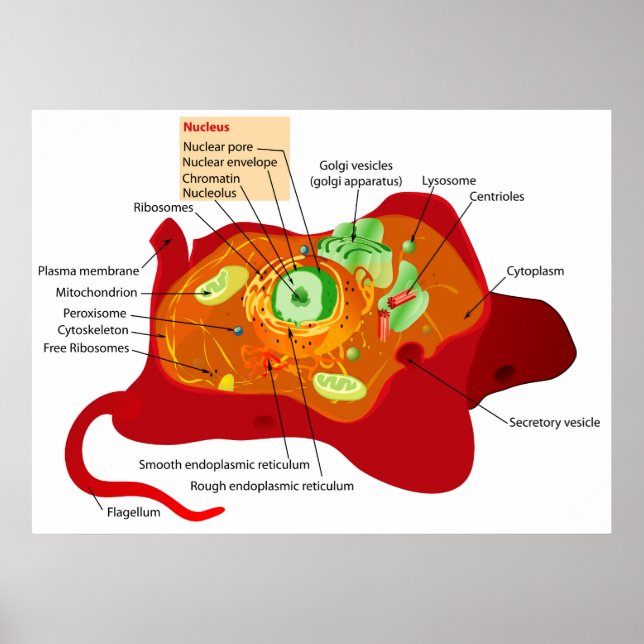 Póster Diagrama da estrutura celular de uma célula animal (Frente)