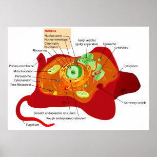 Póster Diagrama da estrutura de pilha de uma pilha animal