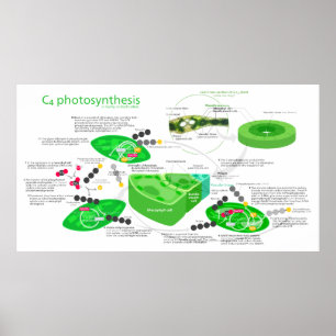 Póster Diagrama da fotossíntese C4