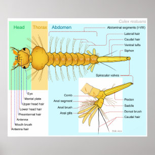 Póster Diagrama da larva de um mosquito Restuans do