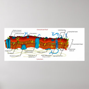 Póster Diagrama da membrana de pilha comum em todas as