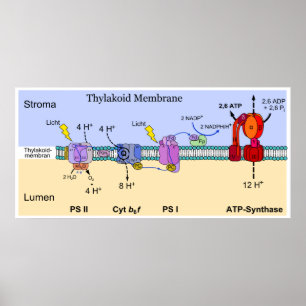 Poster Diagrama da membrana de Thylakoid do cloroplastos