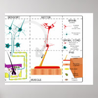 Diagrama da Organização do Sistema Nervoso
