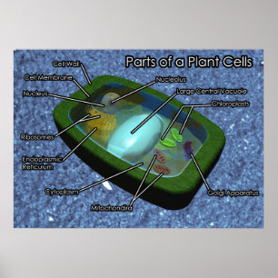 Póster diagrama da pilha da planta 3D