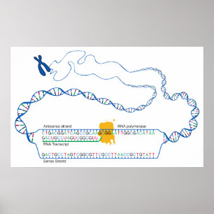 Póster Diagrama da transcrição do ADN que cria uma cóp