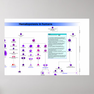 Póster Diagrama das células estaminais do Haematopoiesis