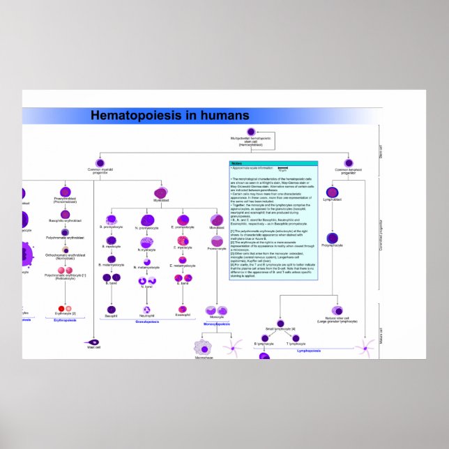 Póster Diagrama das Células-Tronco da Hematopoiese no Hom (Frente)