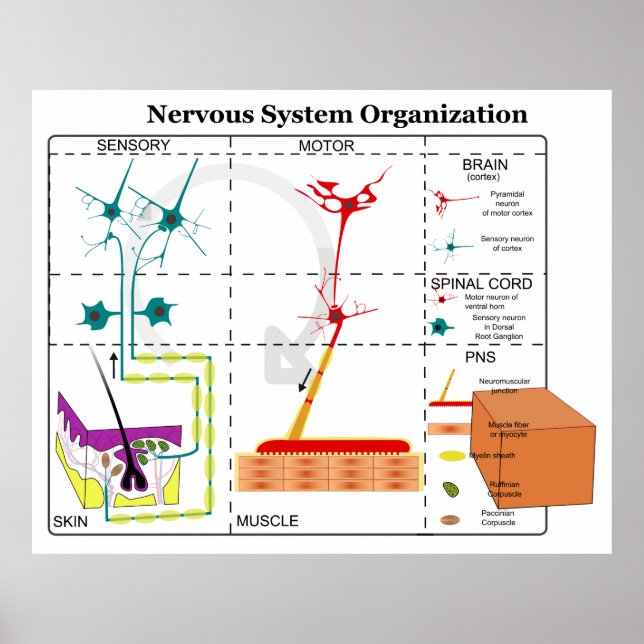 Poster Diagrama das funções básicas do sistema nervoso (Frente)