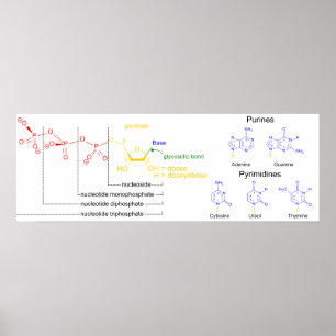 Poster Diagrama das moléculas principais do Nucleotide