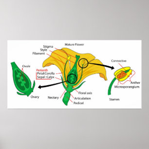 Poster Diagrama das partes principais de uma flor madura