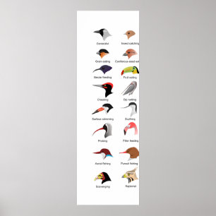 Poster Diagrama de adaptações diferentes do bico do