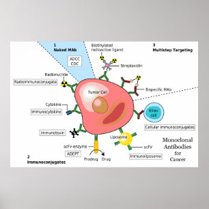 Poster Diagrama de anticorpos monoclonais para o cancer